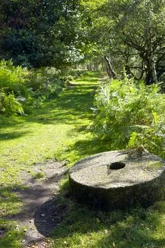 Sunny forest path with a stone millstone surrounded by lush green foliage. .. Stock Photos