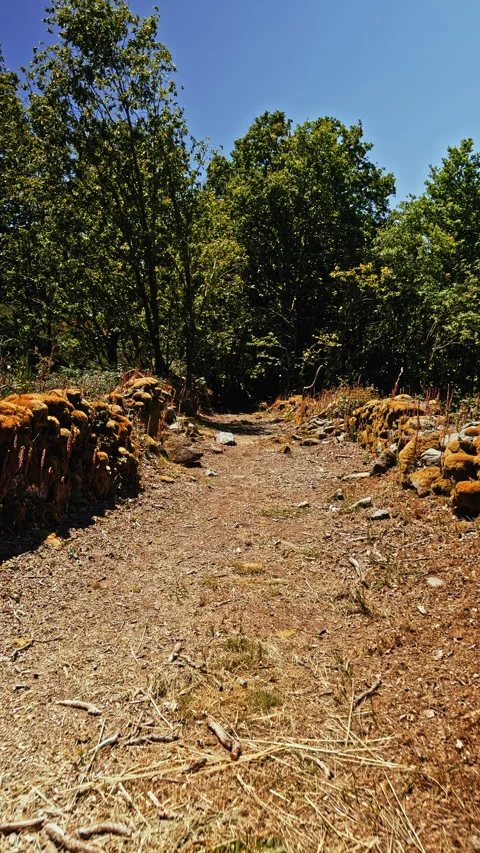Sunny Forest Path with Stone Walls Stock Footage 278395729