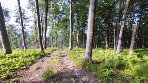 Sunny forest path surrounded by tall trees and green ferns, creating a calm and Stock Footage 319003302