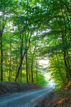 Sunny Forest Path Through Trees Stock Photos