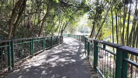 Sunny Forest Pathway with Green Railing and Dappled Shadows Stock Footage 267613563