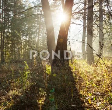 Sunny forest Stock Photos