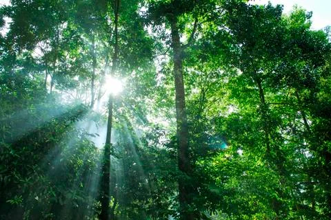 Sunny forest Stock Photos