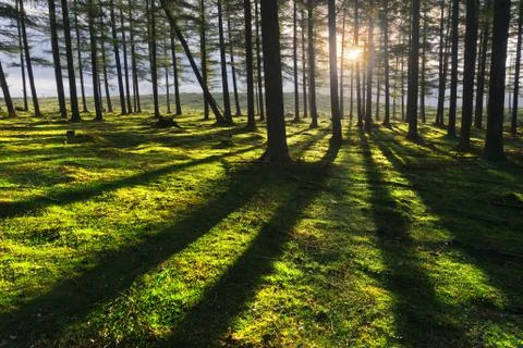 Sunny forest Stock Photos