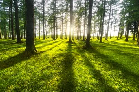 Sunny forest Stock Photos