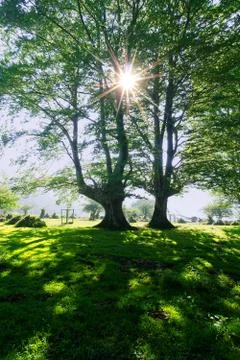 Sunny forest Stock Photos