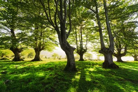 Sunny forest Stock Photos