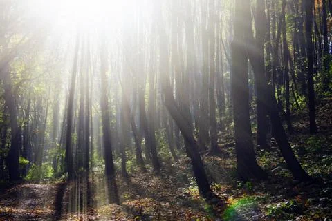 Sunny forest Stock Photos