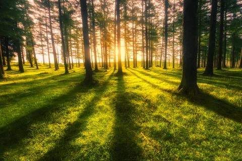 Sunny forest Stock Photos