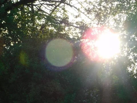 Sunny forest Stock Photos