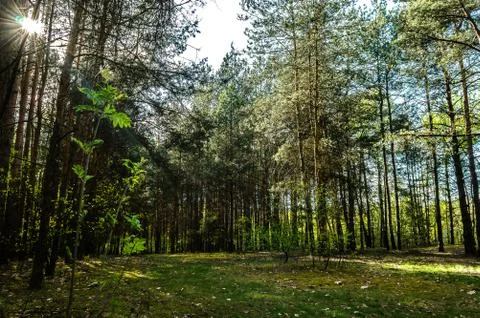 Sunny forest Stock Photos