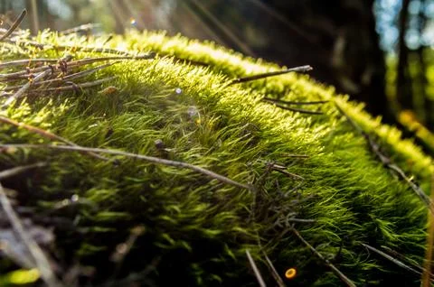  Sunny forest Stock Photos