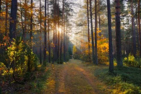 Sunny forest Stock-Fotos