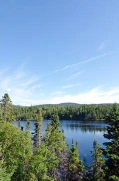 Sunny forest Stock Photos