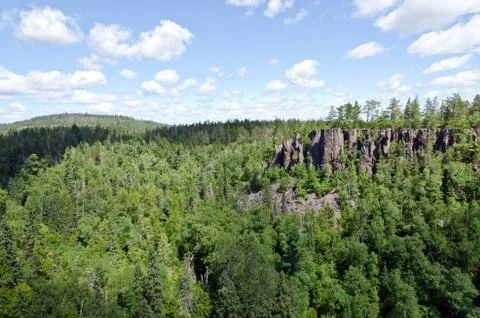 Sunny forest Foto stock