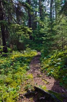 Sunny forest Stock Photos