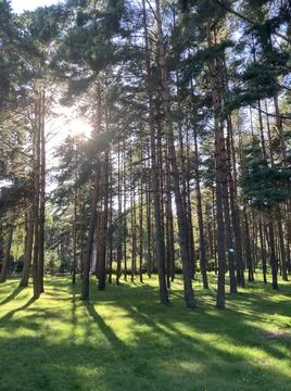 Sunny forest Stock Photos