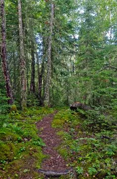 Sunny forest Stock Photos
