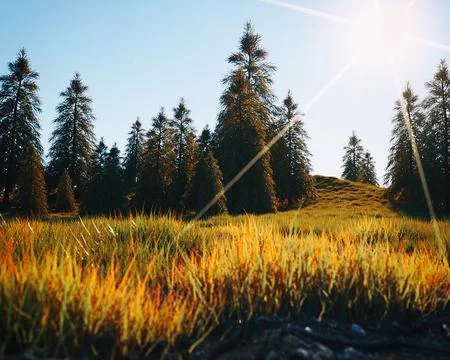 Sunny forest Stock Photos