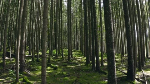 Sunny forest rays trees magic sunrise nature green ecology Stock Footage 134399777