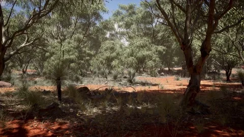 Sunny Forest Red Dry Ground 4K Stock Footage 159491983