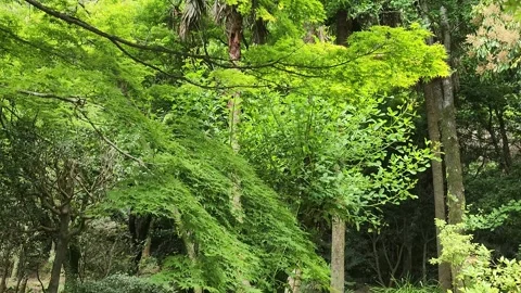 Sunny forest scene with green maple leaves 動画素材 337699083