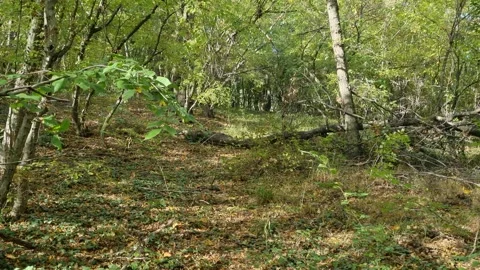 Sunny Forest Scene with Green Trees and Natural Light Rays Video stock 320161708