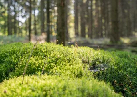 Sunny forest scenery Stock Photos