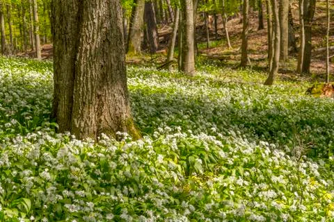 Sunny forest scenery with ramsons Stock Photos