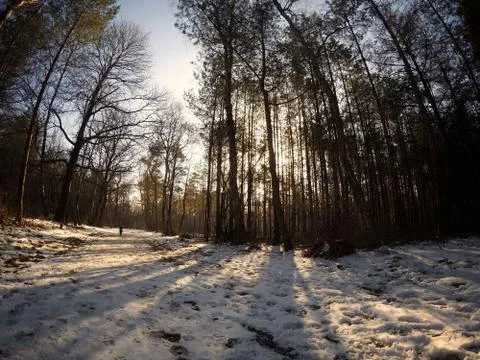 Sunny Forest with Snow Stock Photos