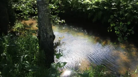 Sunny forest stream with insects flying over gentle water ripples Stock-Footage 336818993