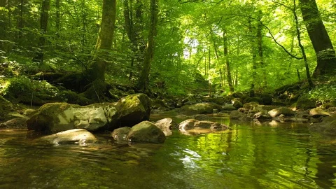 Sunny forest stream with reflections 스톡 동영상 130023917