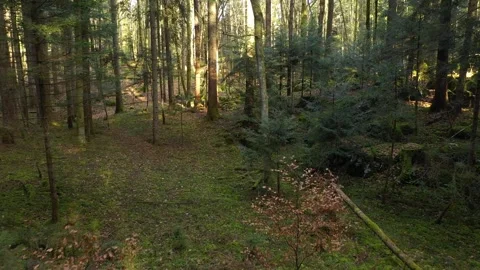 Sunny forest tree landscape at sunny day Vidéo 341157750