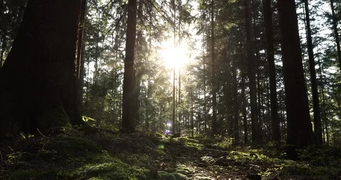 Sunny forest trees Stock-Footage 96218335