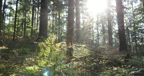 Sunny forest trees landscape Vídeo Stock 96082534