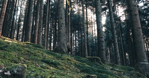 Sunny forest trees with moss Stock Footage 103113689