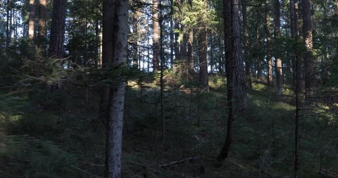 Sunny forest trees in motion movement Vídeo Stock 112310436