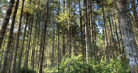 Sunny forest upward tilt Stock Footage 94491145