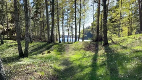 Sunny forest walk towards a lake, sun shining through birch trees Stock Footage