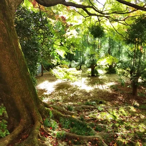 Sunny Forrest Stock Footage 236265453