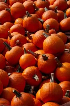 A sunny full frame shot of small orange sugar pumpkins in wooden crates Foto stock