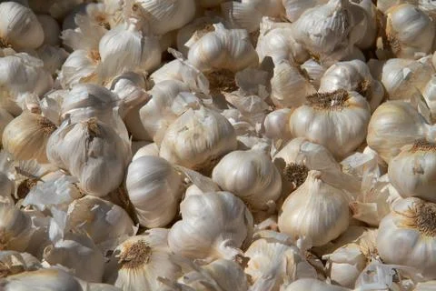 Sunny garlic Stock Photos