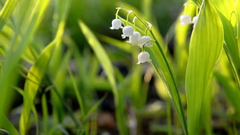 Sunny glade lily of the valley May grows in a glade under the rays of the sun Stock Footage