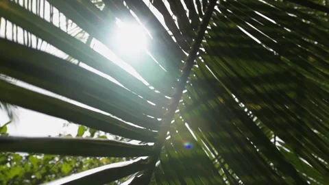 Sunny glare through a palm leaf close up Stock Footage 133557857