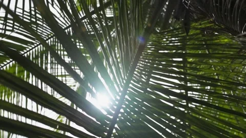 Sunny glare through a palm leaf close up Stock Footage 133750704