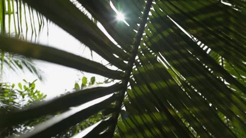 Sunny glare through a palm leaf close up Stock Footage 135212018
