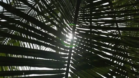 Sunny glare through a palm leaf close up Stock Footage 135706005