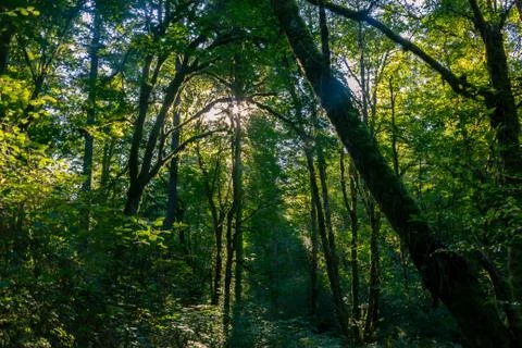 Sunny glow through trees Stock Photos
