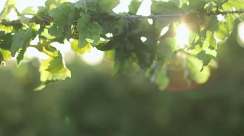 Sunny grape leaf on grapevine. closeup. winemaker Video stock 55889154
