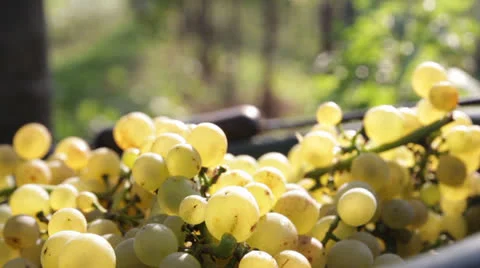 Sunny Grapes Video stock 25933587